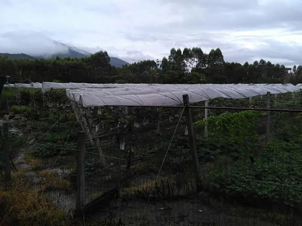 避雨棚